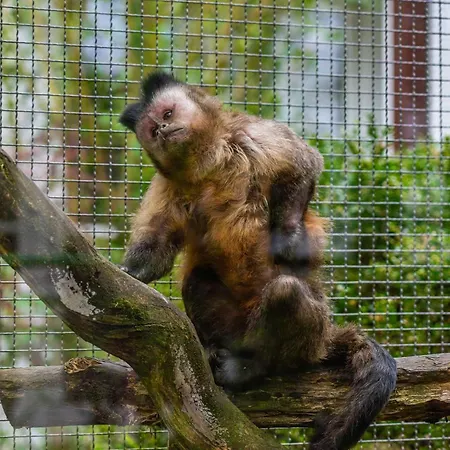 Hotel apartamentowy Tropenhaus Bansin Heringsdorf