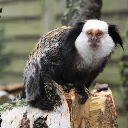 Tropenhaus Bansin Apart Otel 4*