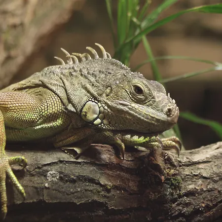 Tropenhaus Bansin 4* Heringsdorf