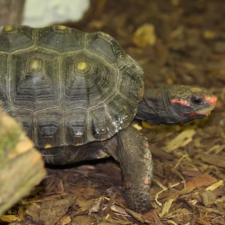 Apart Otel Tropenhaus Bansin 4*