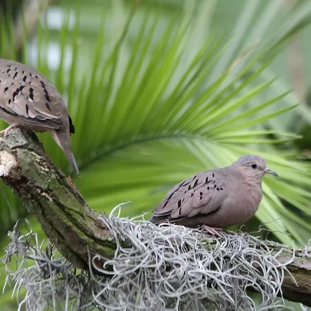 Tropenhaus Bansin Apart Otel 4*